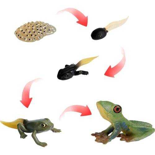 Plastic Educational Kids Insects Life Cycle Figures Frog Growth Model Playset Pre-school Cognitive Imagination Biology Toys
