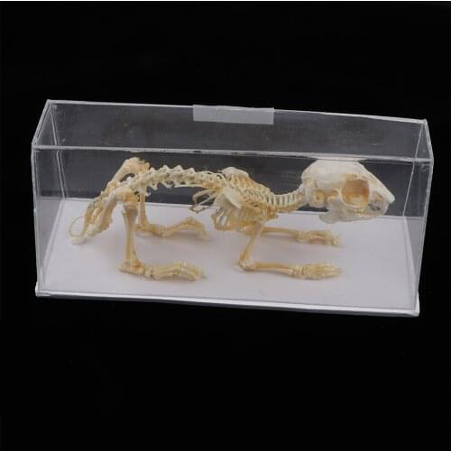 Rabbit Skeleton Copyspace Animal Bone Model Scientific Biology