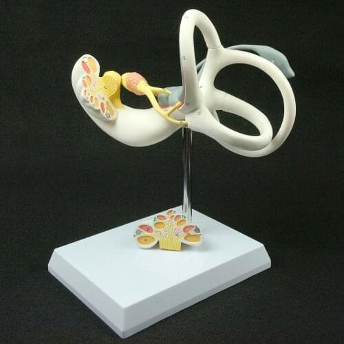 Magnify Human Anatomical Labyrinth Of The Inner Ear Anatomy Medical Model