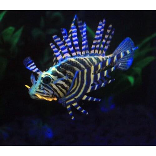 Fishbowl decorative toys Aquarium Plastic simulation night light fake fish color large lionfish