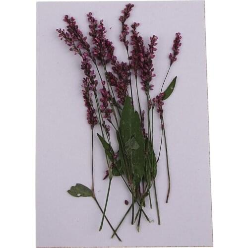 12Pcs Real Pressed Natural Dried Flowers DIY Art Craft Scrapbook Decorations