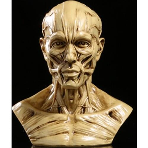 2019 Hot Sale New Arrival Resin Craft Art Painting Statues For Model Replica Decoration Skull Home Accessories Medical