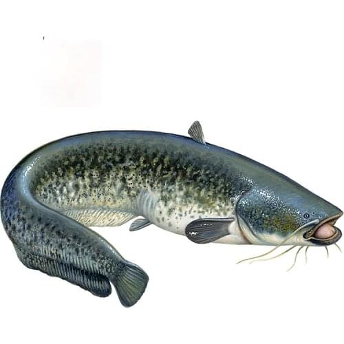 JuYouHui Exterior Accessories Decal Cat Fish Camper Truck Decals Vinyl Car Stickers Waterproof Fashion Decoration PVC13cm