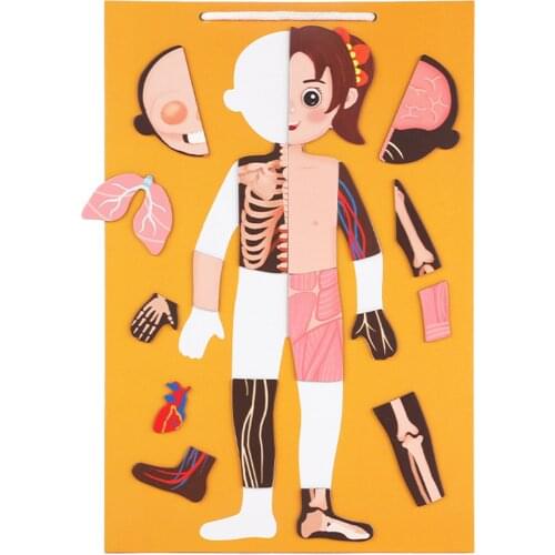 Kid Boby Cognition Toy Set Montessori Human Body Structure Paper Puzzle Children Biological Toys For Children Over 3 Years Old