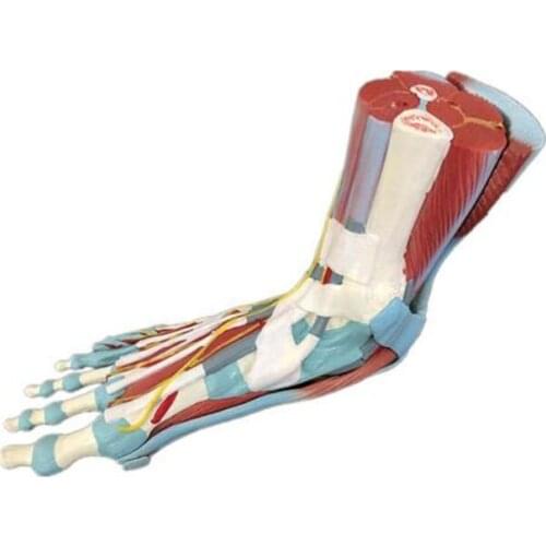 Medical Teaching Life Size Human Muscle Foot Model 7 Parts