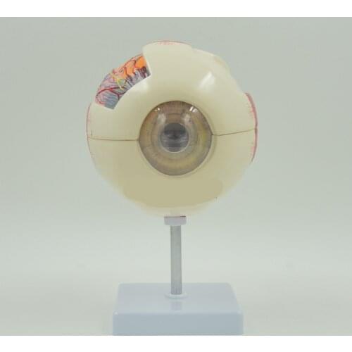 Human Anatomy Eye Ball Educational Model Training 6X Life Size Enlargement Medical Learning Kit