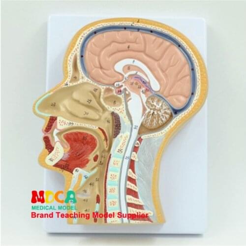 Neurological Medicine Teaching of Human Head Vertical Section Model MSJXT002