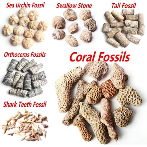 30g Natural Fossil Minerals Specimen Collection Stone Rock Mini Stone Cute Pendant Decor