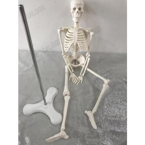 Free shipping&45cm small bone model, human skeletal model, skeleton model, art sketch, gift, doll.human model