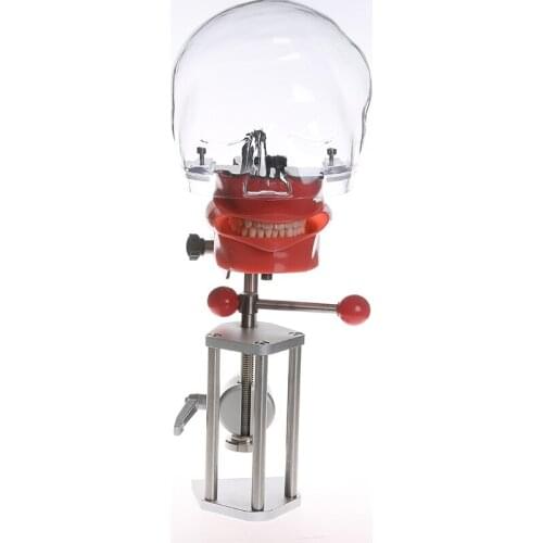HOT SELLING Dental Simulator Manikin Phantom Head Dental Phantom Head Model With New Style Bench Mount For Dentist Education