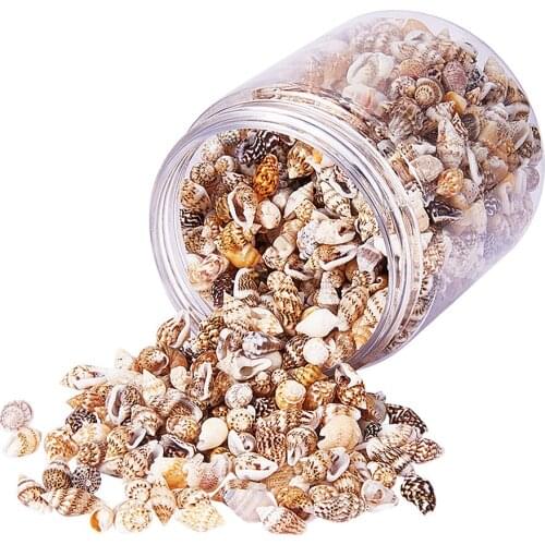 Natural Shells Seashells Beach Shells Wedding Display CraftConch Shells Box