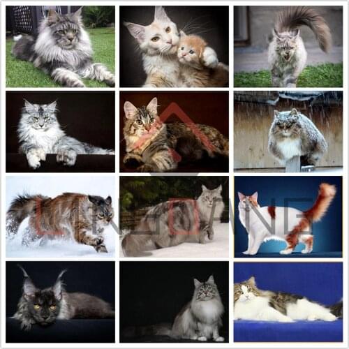 5D DIY Diamond Painting Full Drill Pet Maine Coon Cat Snow Scene Diamond Embroidery Cross Stitch Mosaic Animal Big Cat Art Decor