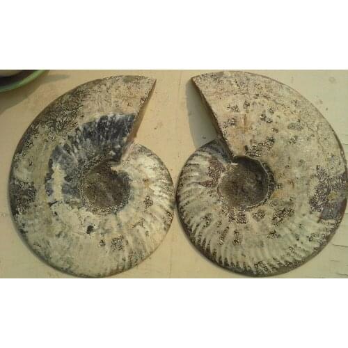 1260g 1 Pair Half Cut Ammonite Shell Jurrassic Fossil Specimen Madagascar