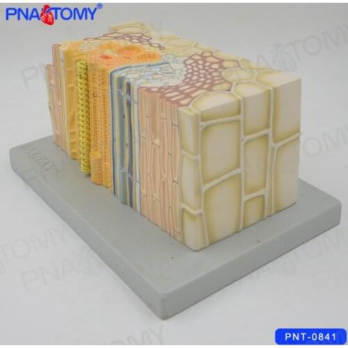 Open Collateral Conducting Bundle of a Dicotyle Stem Model Biological Anatomical Model Plant Educational Equipment School Used