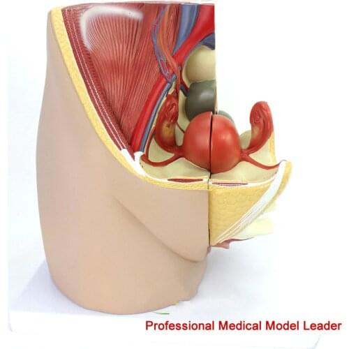 Female pelvic anatomy model Teaching of gynecology and obstetrics medicine for genitourinary urinary uterine embryo and fetus