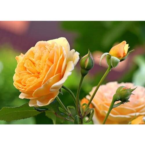 Flower Rose DIY Cross Stitch 11CT Kits Craft Needlework Printed Canvas Cotton Thread Home Decoration For Living Room Wholesale