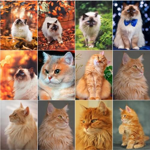 5D Diy Diamond Painting Cat Full Square Round Diamond Embroidery Animals Cross Stitch Mosaic Art Pictures Home Decoration