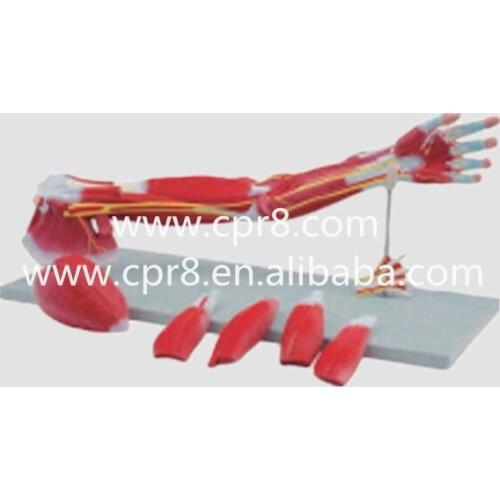 BIX-A1033 Upper Limbs Anatomical Model, Muscle Anatomy Model, Upper Limbs Model, Anatomy Muscle WBW057