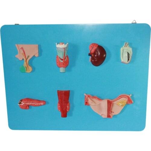 Human endocrine organ model pituitary gland thyroid adrenal gland testis pancreas human anatomical system