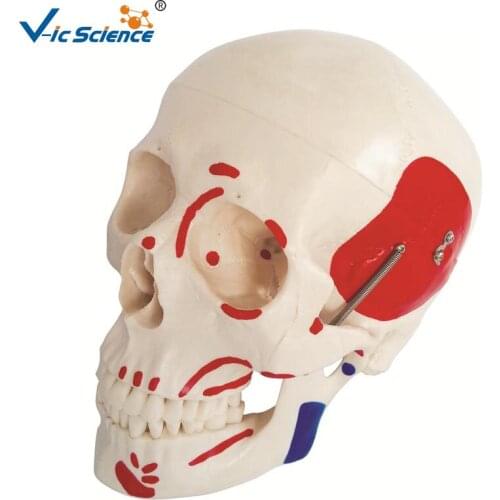 High Quality Life-Size Skeleton Skull with Painted Muscles