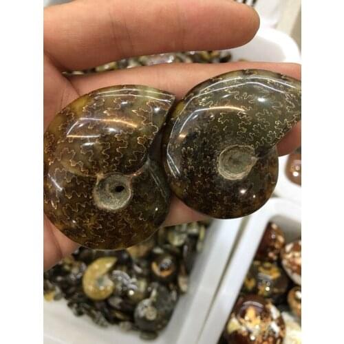 500g，Natural Madagascar mineral conch polished jade pattern conch crystal healing