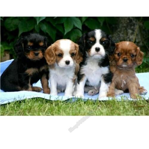Sticker Diy diamond painting Cross Stitch Cavalier King Charles Spaniel Dog 5d Diamond Mosaic kits diy Diamond Embroidery FF2384