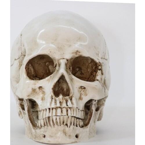 Statues Sculptures Size 1:1 Decorative Craft Skull Model Life Replica High Quality Halloween Home Decor Resin