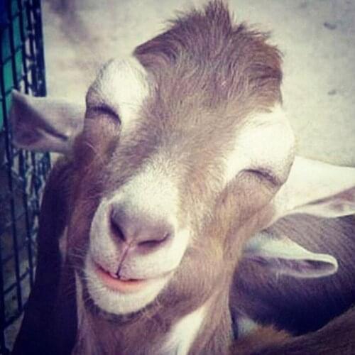 Lovely sheep Full round drill 5D Diamond Painting Diamond Mosaic Environmental Crafts Full Diamond Embroidery Home decor AS942