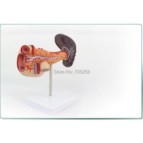 Pancreas And Duodenum And Spleen Model,Duodenal Anatomy Model,Spleen Model