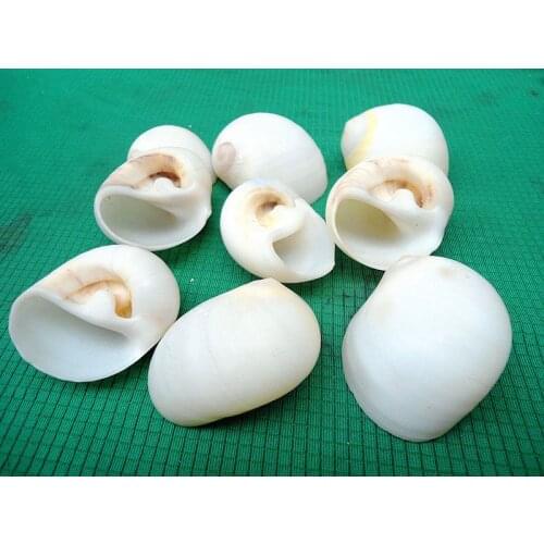HappyKiss Natural ornament conch shells White jade snail The white cats eye screw The Mediterranean home decoration aquariuem