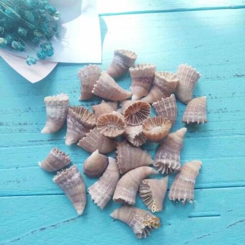 Mediterranean natural conch shell fish tank aquarium ornaments home decorations rare specimen