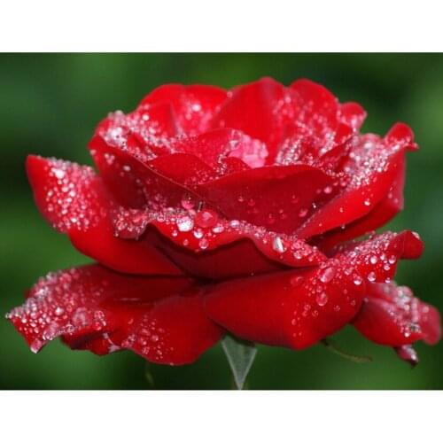 3D DIY Diamond Embroidery Rose Flowers Icon 5D Diamond Painting Resin Full Square Drill Needlework Mosaic Home Decor Paintings