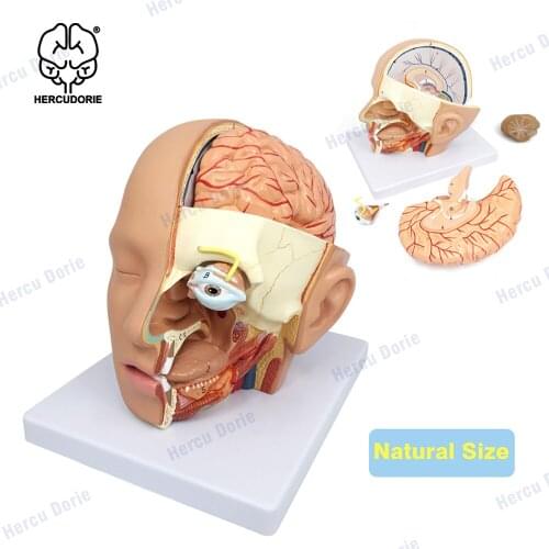 Human head anatomical model headband brain model ear nose throat model oral model