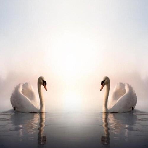 Dropshipping Colomac White Wallpaper a Pair of Swans Wall Painting Wallpaper Bedroom Papier Peint Mural Wallpapers Home Decor