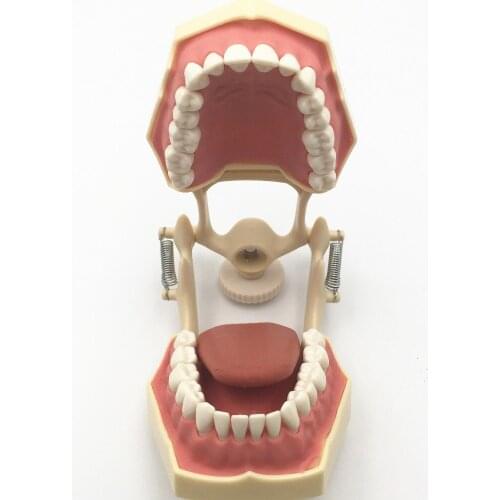 Free shipping Good quality Dental Soft Gum Teeth Model with tougneTypodont w/ 32 Removable Teeth NISSIN 200 Compatible