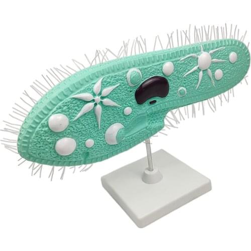 1pc Paramecium Model 3D Biology Study Teaching Aids Supplies Accessories