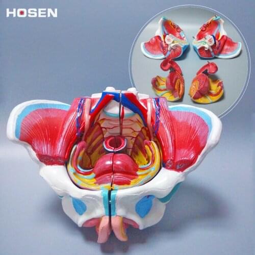 Female pelvic structure model pelvis with genitalia and vascular nerve model structural teaching model