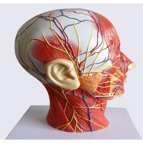 Human,skull with muscle and nerve blood vessel, head section brain, human anatomy model. School medical teaching