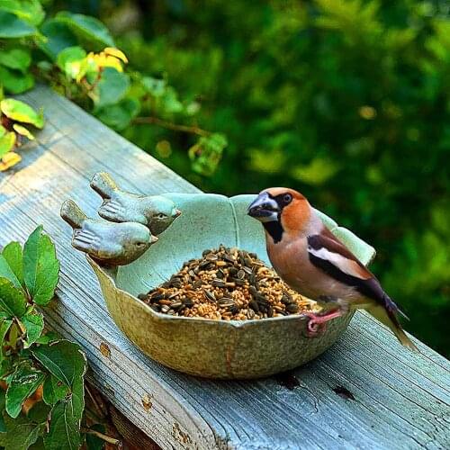 2021 New Bird Feeding Bowl Home Garden Decoration Storage Tray Decor Bowls With Birds Decorative For Birds Feeding/Cindy/Nut