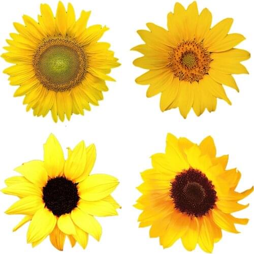 Three Ratels QCF15 Brilliant sunflower Waterproof Decal Vinyl auto Wrap flower decal on Wall Fridge Toilet car bike