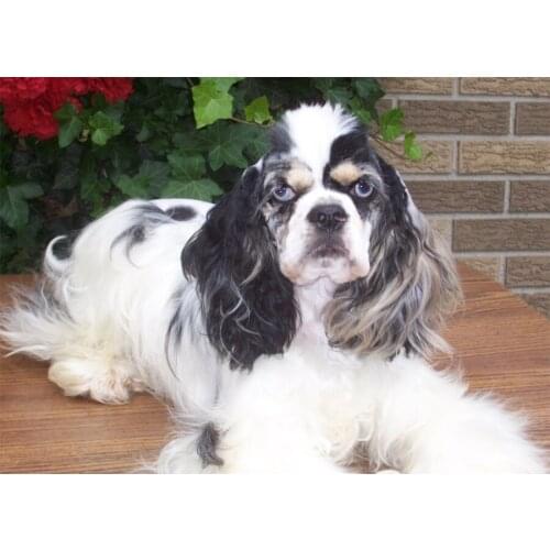 Diamond Painting British cocker spaniel Picture Of Rhinestones 5d Diy Diamond Embroidery Full Display Cross Stitch Wall Art C583