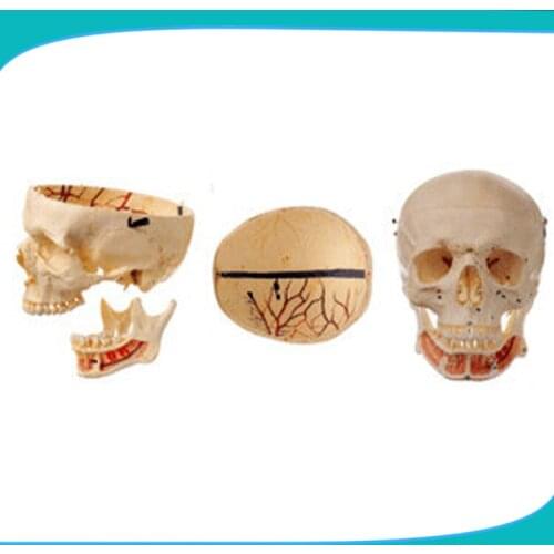 Adult Colored Skull with Veins and Artery,Skull 3D Model Human with Nerves