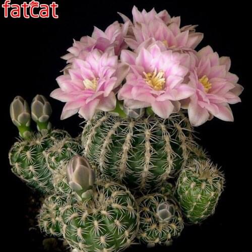 FATCAT 5D Diy Diamond Painting Cactus flower Diamond Embroidery Sale Full Square Round Drill Mosaic stickers wall decor AE2889