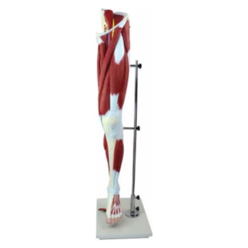 Lower limb Muscle Anatomy Model BIX-A1038 WBW050