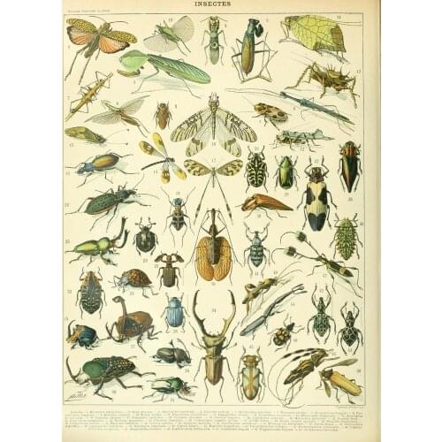Picture Bugs Beetle Grasshoppers flies ants moth Art Film Print Silk Poster Home Wall Decor 24x36inch