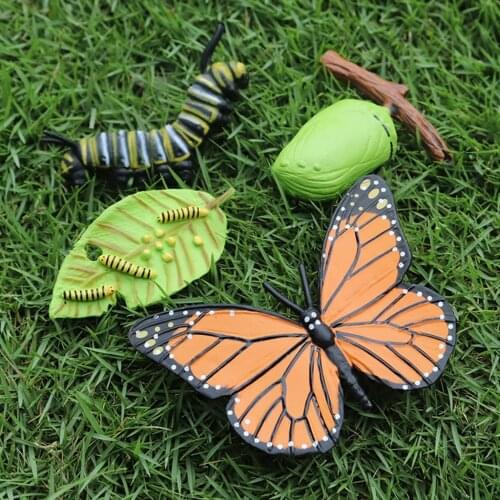 Butterfly Growth Cycle Pre-school Early Education Toy Ornaments Kid Toy