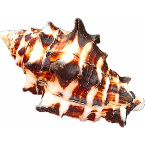 Natural conch shell rare specimen screw home collection Decoration window design