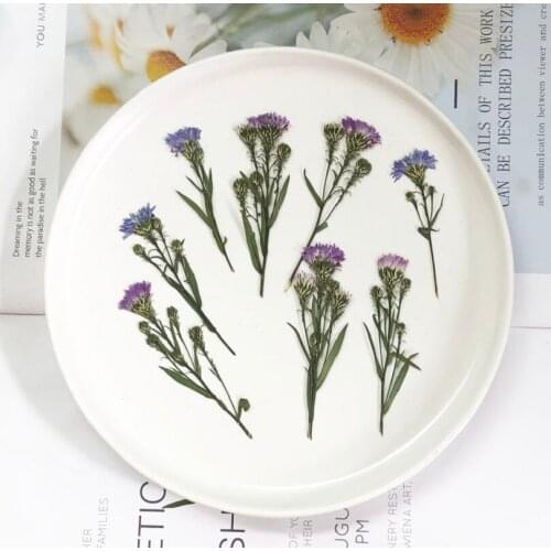 120pcs Pressed Dried Aster novi-belgii Flower Stem Plants Herbarium For Epoxy Resin Jewelry Making Face Makeup Nail Art Craft