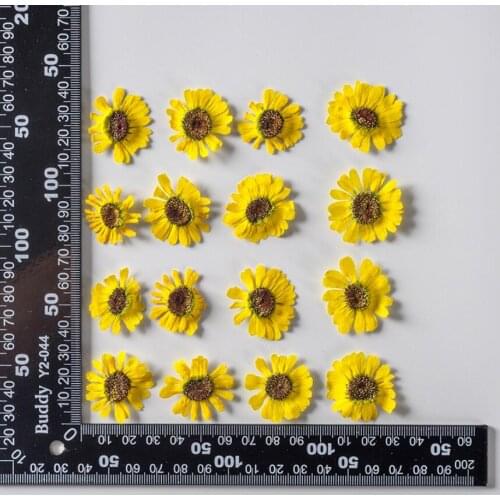 250pcs 2.5-4cm Pressed Dried Yellow Flower Plants Herbarium For Epoxy Resin Jewelry Making Face Makeup Nail Art Craft DIY
