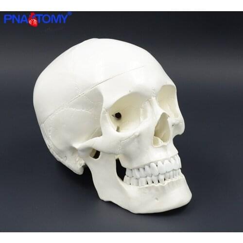 Life Size Human Skull Anatomical Model 3 Parts Head Skeleton Teaching Model Medical Tool Arts Detachable Plastic Skull